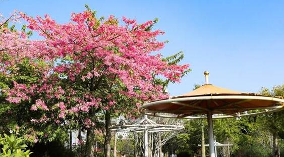 未来三天厦门晴暖为主 局地最高气温回升至22℃