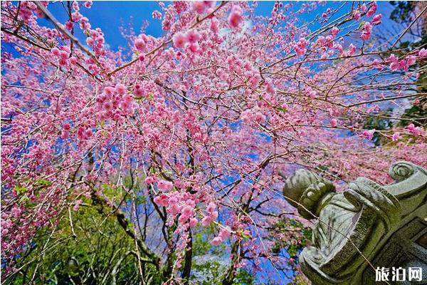日本京都比叡山旅游攻略 日本京都比叡山旅游攻略