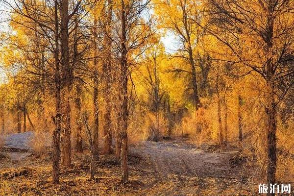 2019金塔沙漠胡杨林景区门票多少钱+游玩攻略 2019金塔沙漠胡杨林景区门票多少钱+游玩攻略