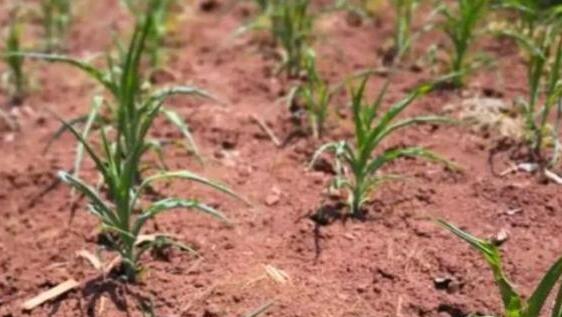 西双版纳干旱10座水库干涸 10万余人出现饮水困难