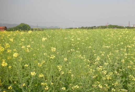 新疆塔城知名特产有哪些 适合带回家的塔城特产推荐