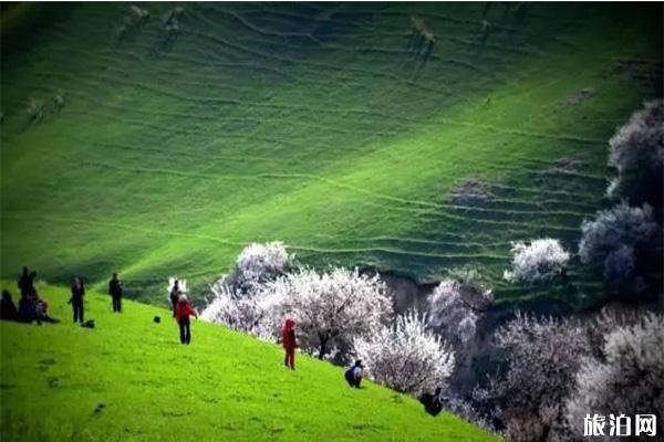 新疆六大花海 新疆最值去的花节有哪些 新疆六大花海 新疆最值去的花节有哪些