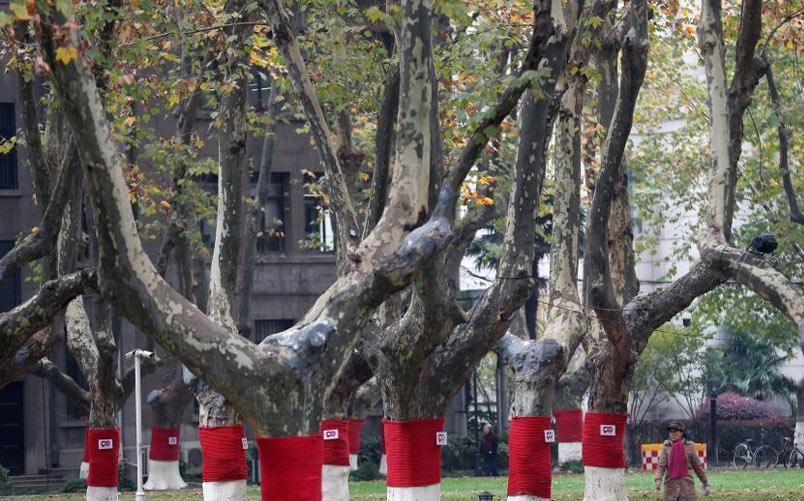 别样风景！南京一高校梧桐树“穿”毛衣“添”暖意