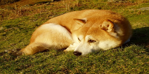 柴犬和秋田犬的区别 柴犬和秋田犬有什么不同