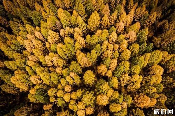 内蒙古秋天去哪里旅游