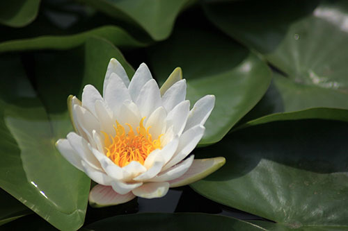 越南国花是什么