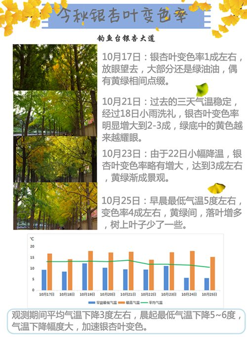银杏