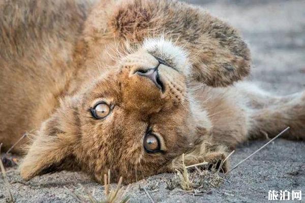 南非免签吗 南非旅游安全吗