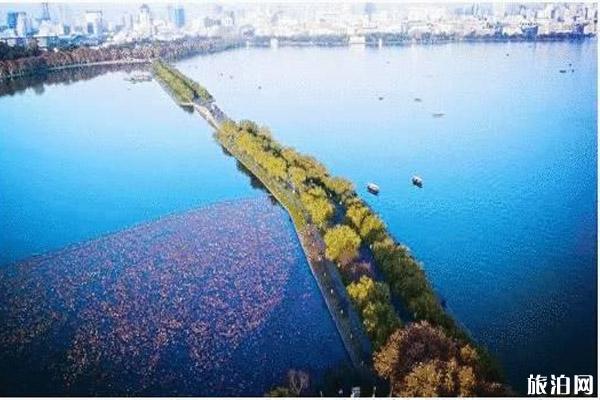 杭州落叶不扫街道整理