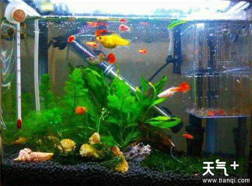 如何清除鱼缸的水垢，教您几招鱼缸清洁妙招