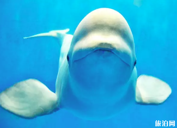 2019昆明花都海洋世界门票价格+表演时间表