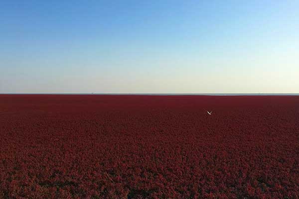 盘锦红海滩几月去最好 盘锦红海滩最佳旅游时间