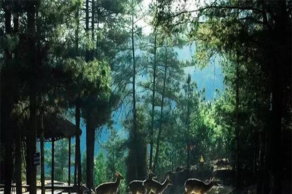 云南野生动物园和昆明动物园哪个好玩 云南野生动物园和昆明动物园哪个好玩