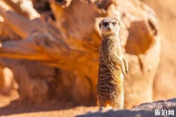 南非旅游景点介绍