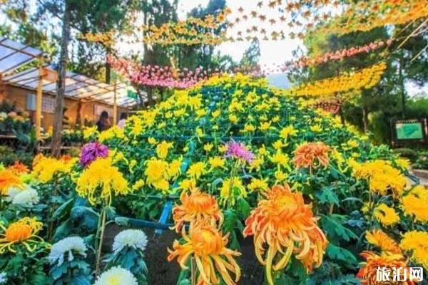 无锡九月赏花景点整理