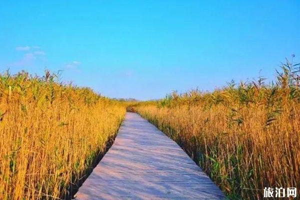 上海秋游哪里比较好+攻略信息 上海秋游哪里比较好+攻略信息