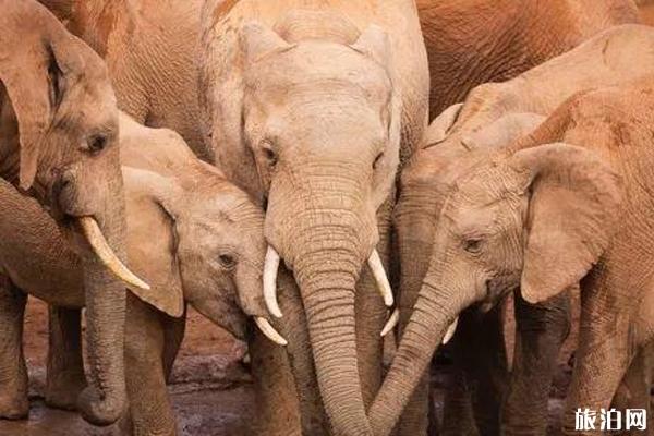 南非免签吗 南非旅游安全吗