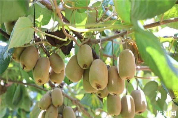 2019石笋山猕猴桃采果节暨七夕旅游文化节