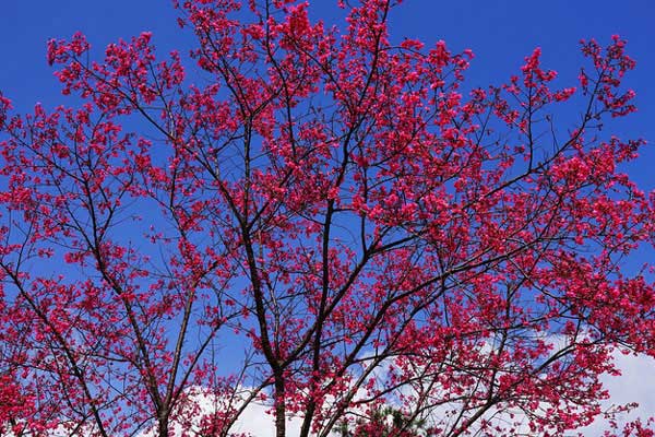 广东春季踏青好去处 广东春节踏青去哪好
