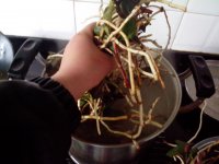 鱼腥草炖猪骨头的做法步骤8