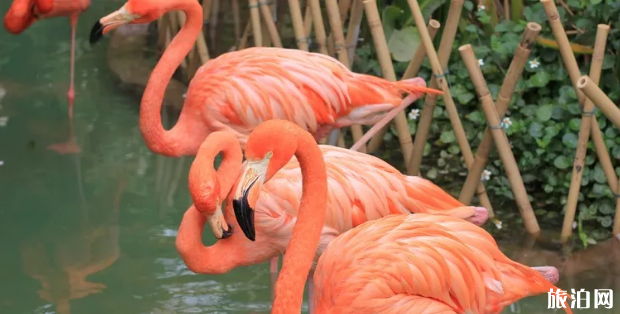 南京动物园有火烈鸟吗 南京哪个动物园有火烈鸟