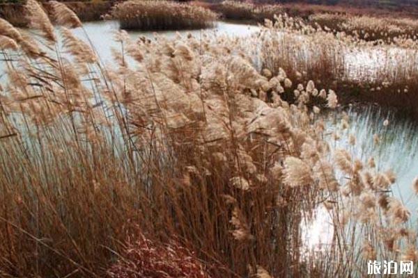 无锡九月赏花景点整理