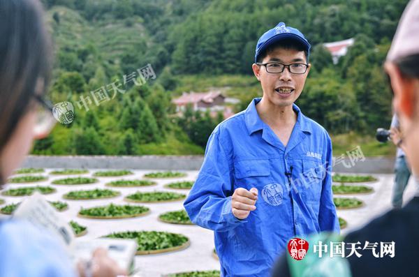 气候考验铁观音品质 有机茶园探索茶香绿色新出路