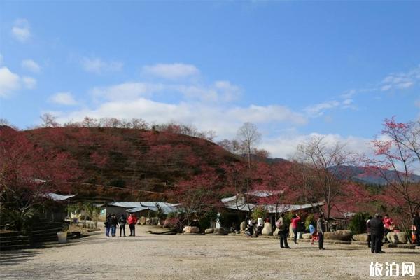 韶关樱花峪有什么好玩的