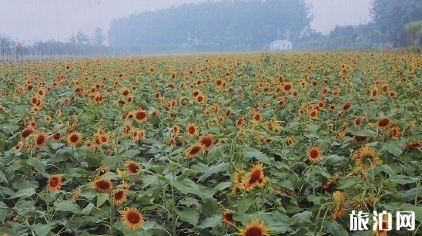 南京侯冲风景区游玩攻略 2020南京侯冲风景区门票多少钱