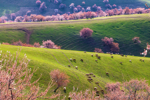 2019伊犁杏花花期什么时候 伊犁杏花沟门票多少钱