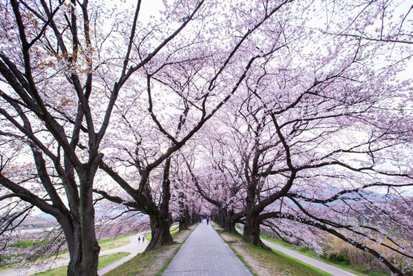 日本京都赏樱景点 京都看樱花最好的地方
