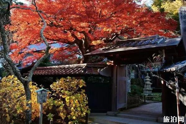 镰仓秋天旅游景点推荐 镰仓秋天旅游景点推荐