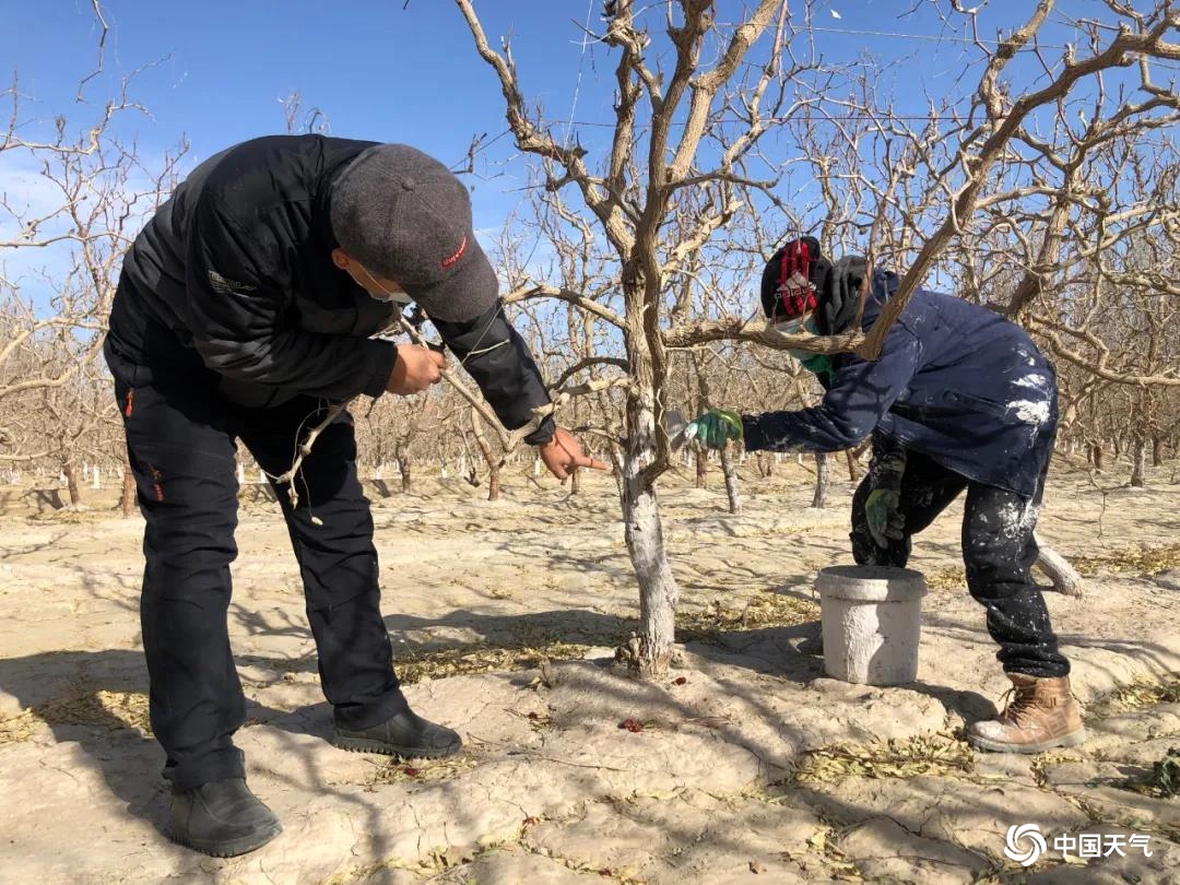 若羌：气象服务助力枣树穿上白色“防护衣”