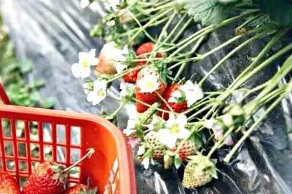 重庆摘草莓好去处 重庆哪里可以摘草莓