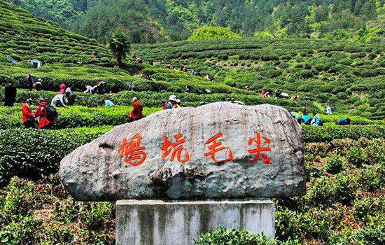 杭州有哪些特色名茶 浙江杭州特产