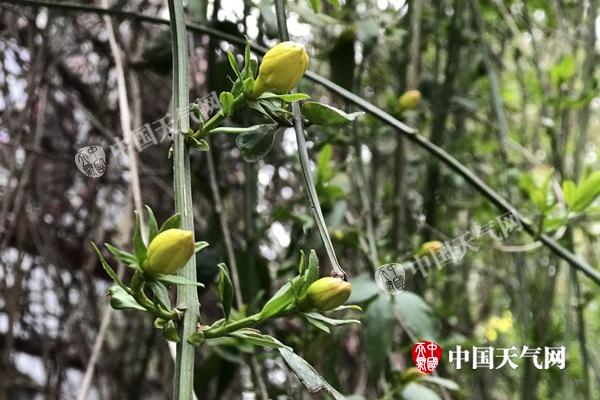 周末迎暖高峰大部超20℃ 华北等将入春