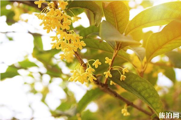 2019杭州西湖桂花节 时间+活动内容