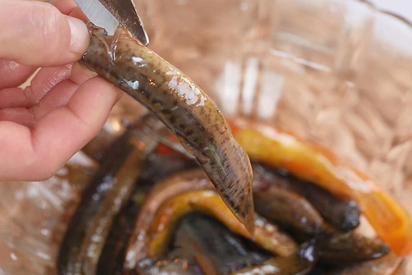 泥鳅怎么去内脏 如何去除泥鳅内脏