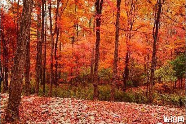 国内有哪些适合看红叶的地方
