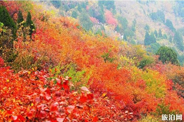 香山红叶几月份最好看+观赏地点推荐