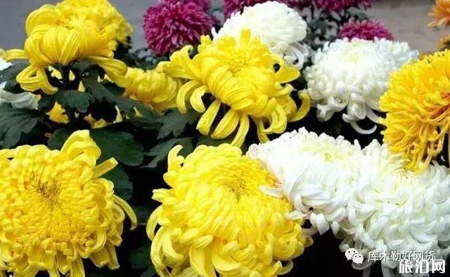 2019年齐齐哈尔梅里斯湖菊花节时间+地址+活动介绍