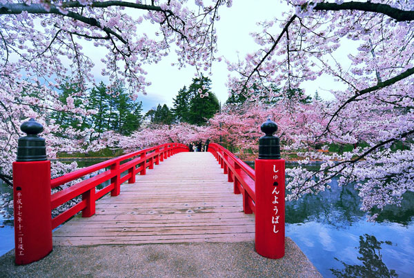 北海道的樱花几月开 2019北海道樱花花期