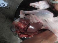 自制卤鹅的做法步骤6