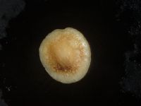 汽水煎饼的做法步骤7