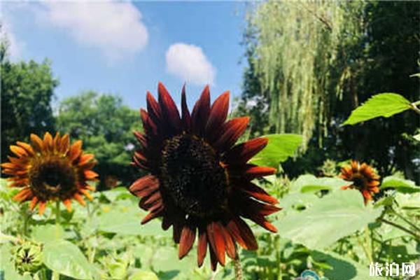 常州圩墩公园向日葵花期 什么时候开