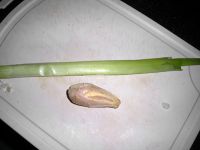 韭香包菜丝烩意面的做法步骤5