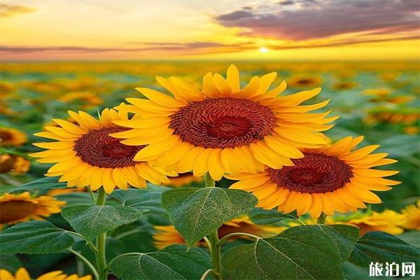 新疆伊犁向日葵几月份开 最佳观赏时间 新疆伊犁向日葵几月份开 最佳观赏时间
