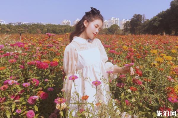 华农波斯菊在哪里 华农看菊花什么时候最好