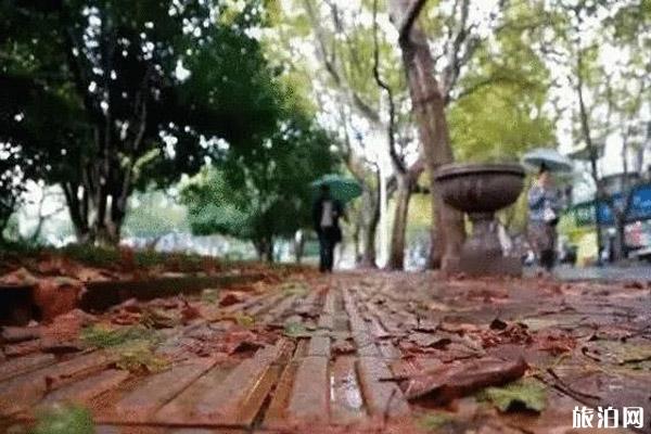 杭州落叶不扫街道整理