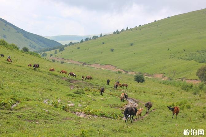 柳树沟稀树草原在哪里 柳树沟稀树草原游玩攻略 柳树沟稀树草原在哪里 柳树沟稀树草原游玩攻略